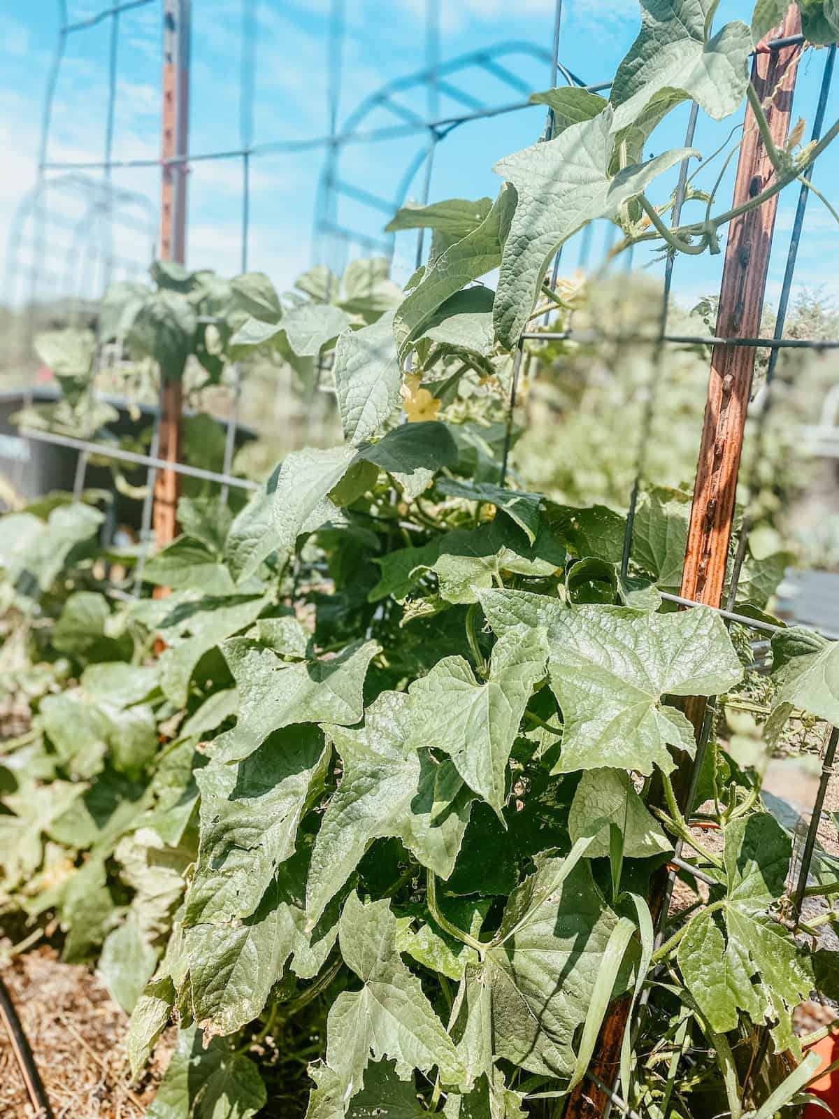 cucumber plant climbing cattle panel arch. 