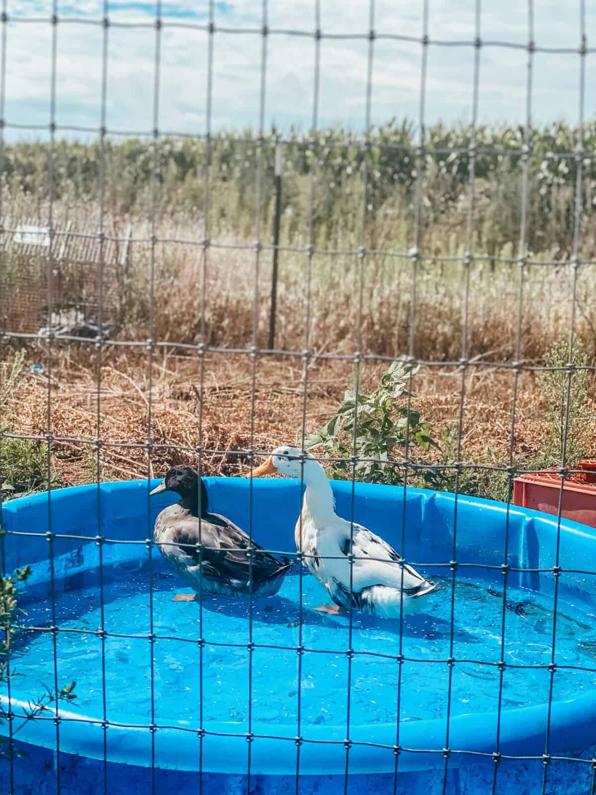 ducks swimming in a kiddie pool outside. 