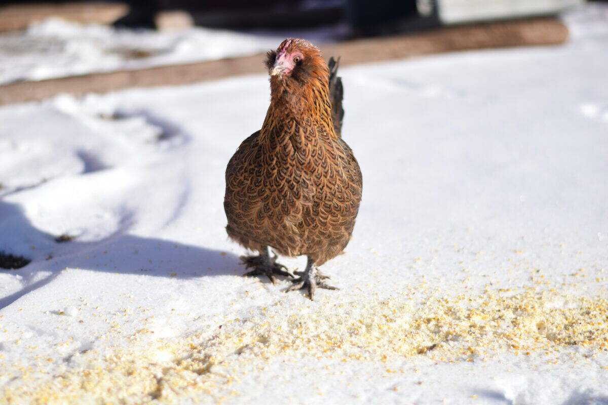 chicken on the snow in the winter eating cracked corn. 