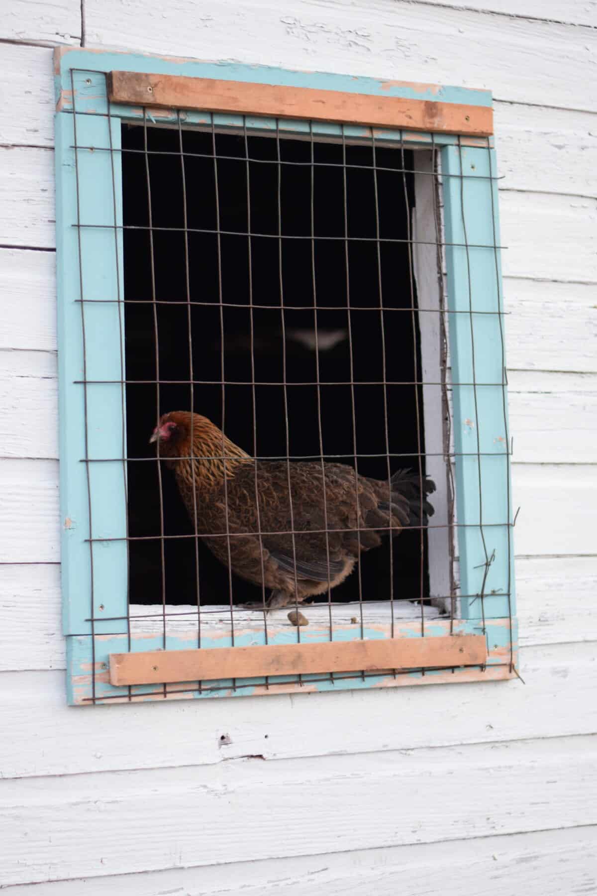 chicken sitting in the window of the chicken coop with wire on the outside. 