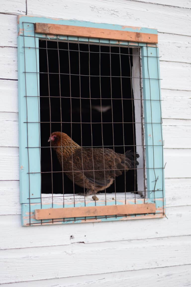 chicken sitting in the window of the chicken coop with wire on the outside.