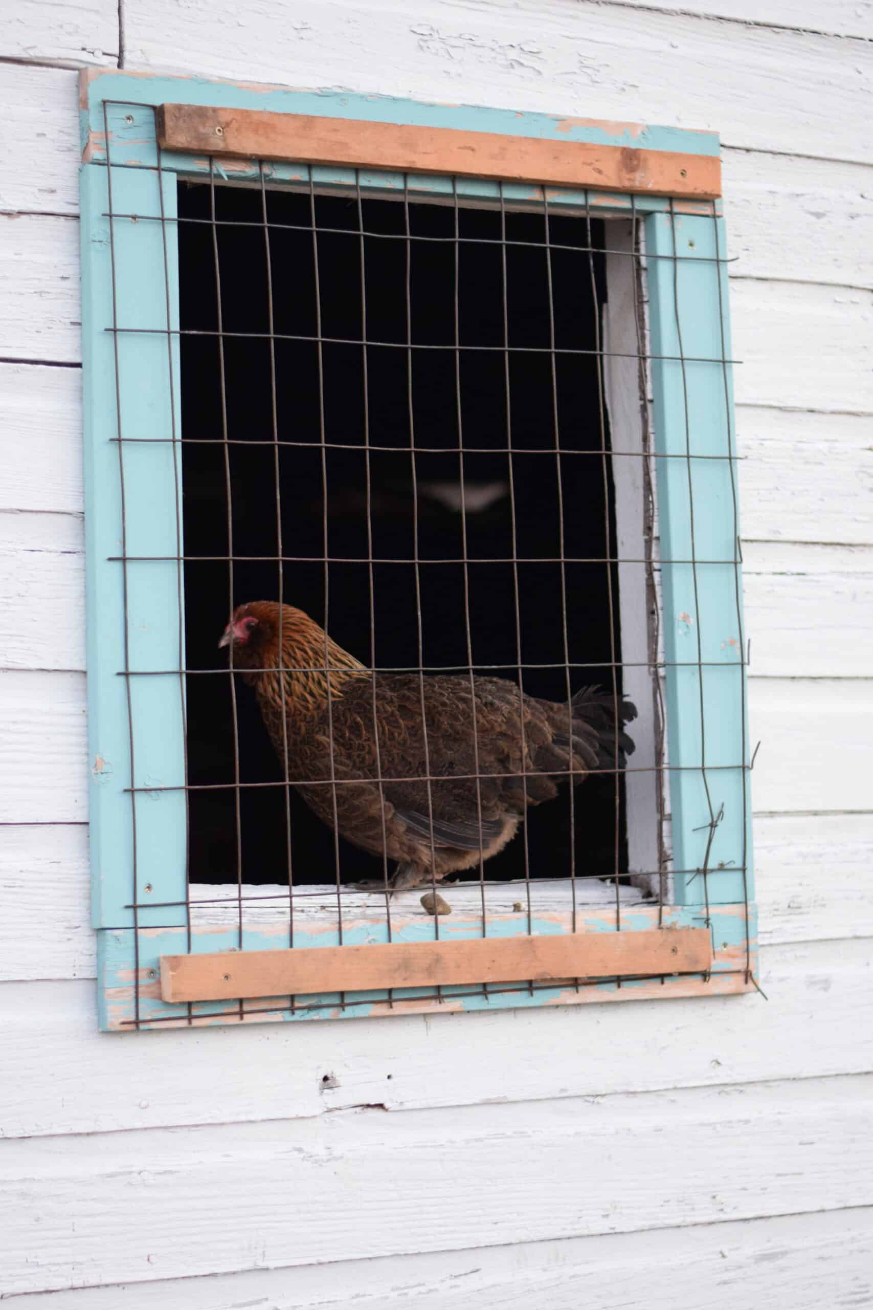 chicken sitting in the window of the chicken coop with wire on the outside.