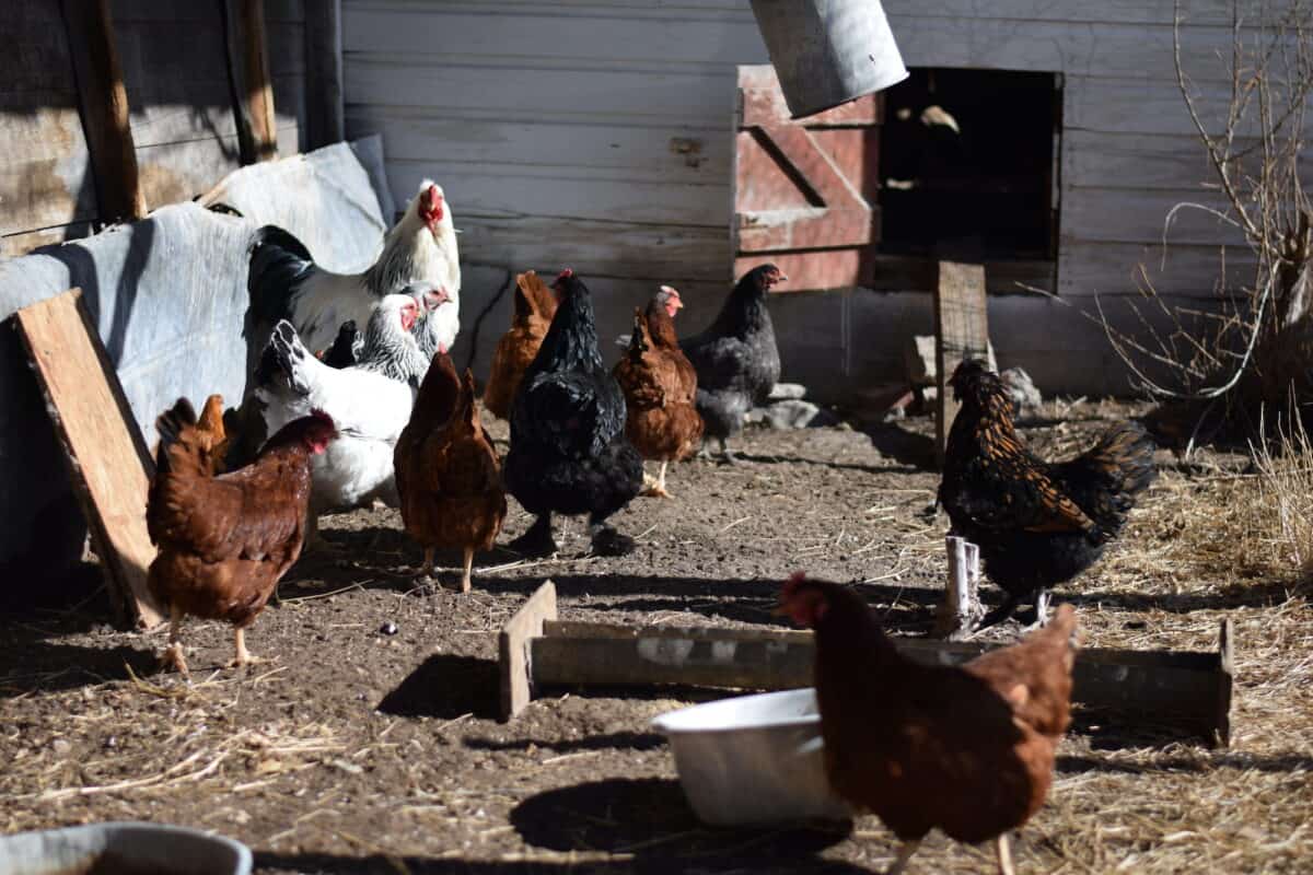 chickens in the chicken run outside of the coop during winter. 