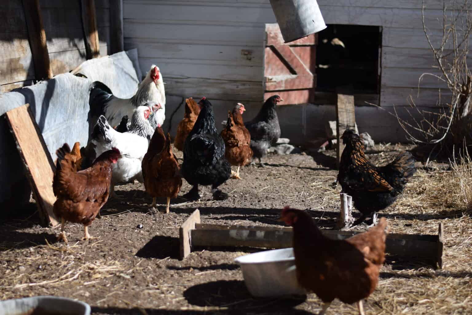 Winter Chicken Coop Preparation for the Homestead - Boots & Hooves ...
