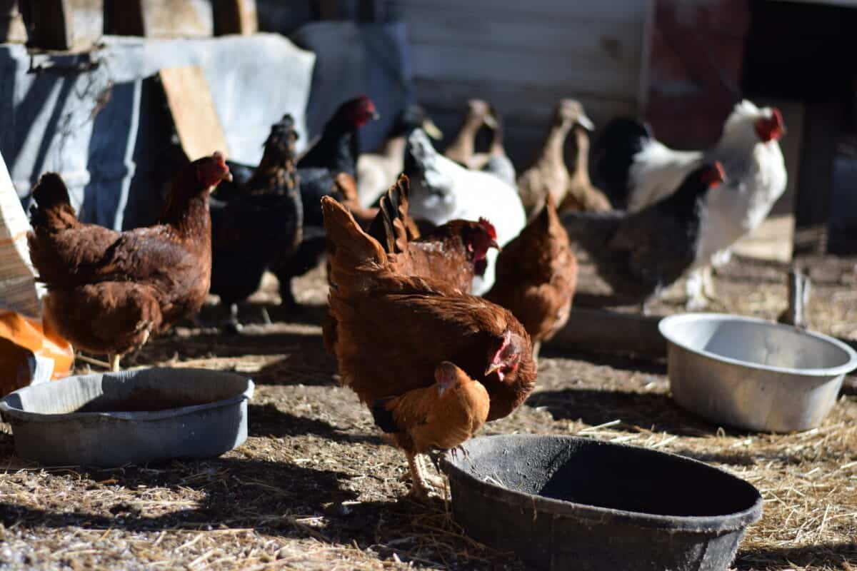 chickens with water dishes and feeders in the chicken run. 