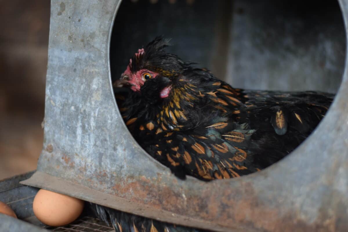 chicken in a nesting box in the coop during winter. 