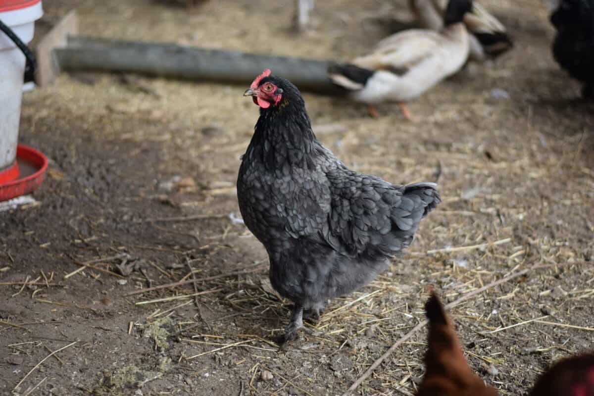 black chicken inside of the coop with straw on the ground. 