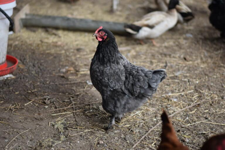 black chicken inside of the coop with straw on the ground.