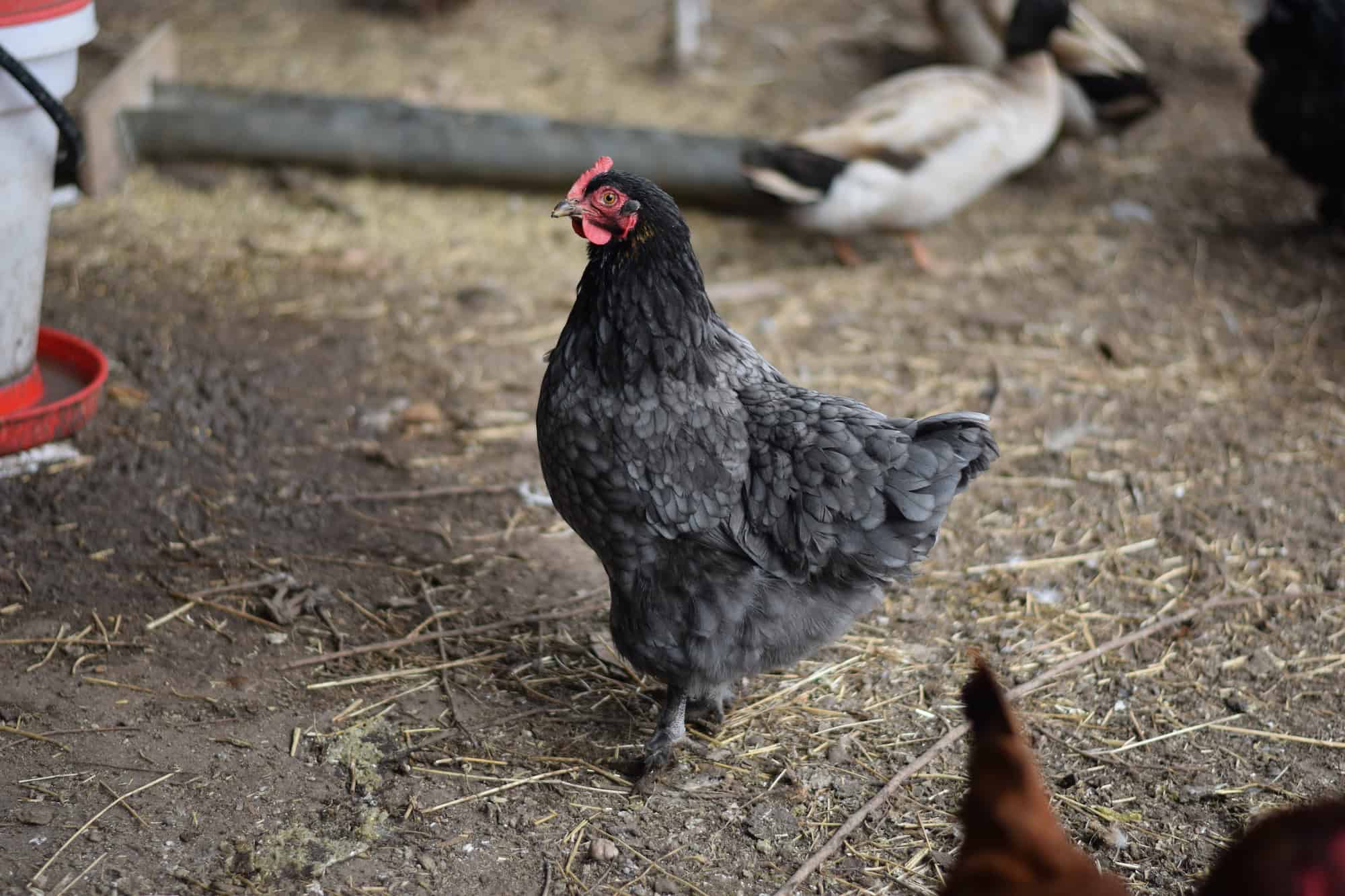 black chicken inside of the coop with straw on the ground.