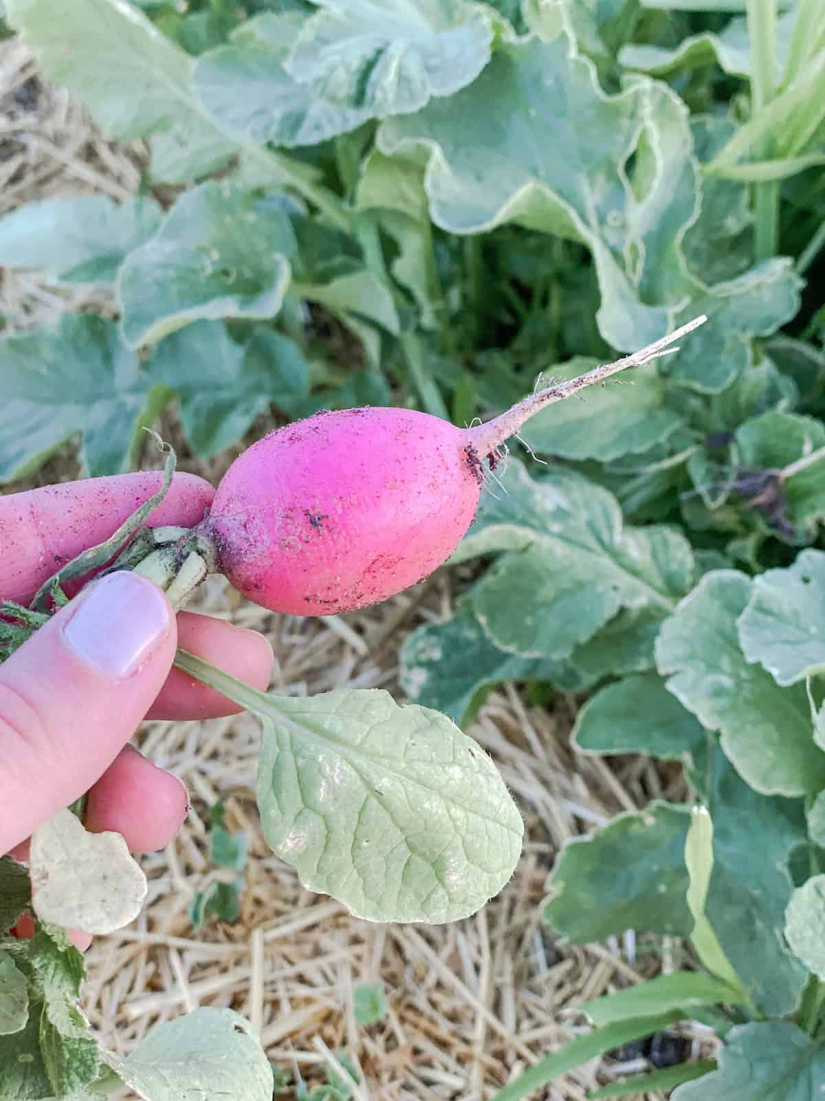 freshly harvested radish in the garden. 