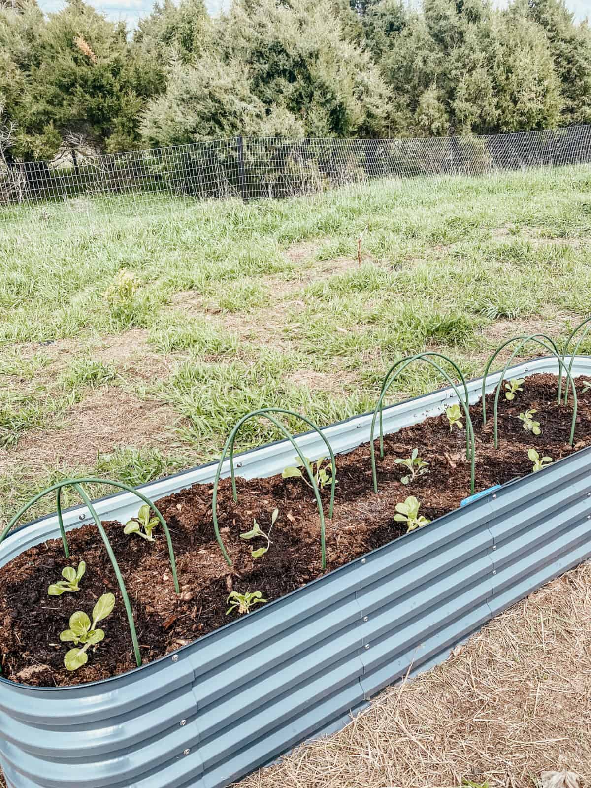 cabbages and brassicas in a raised bed. 