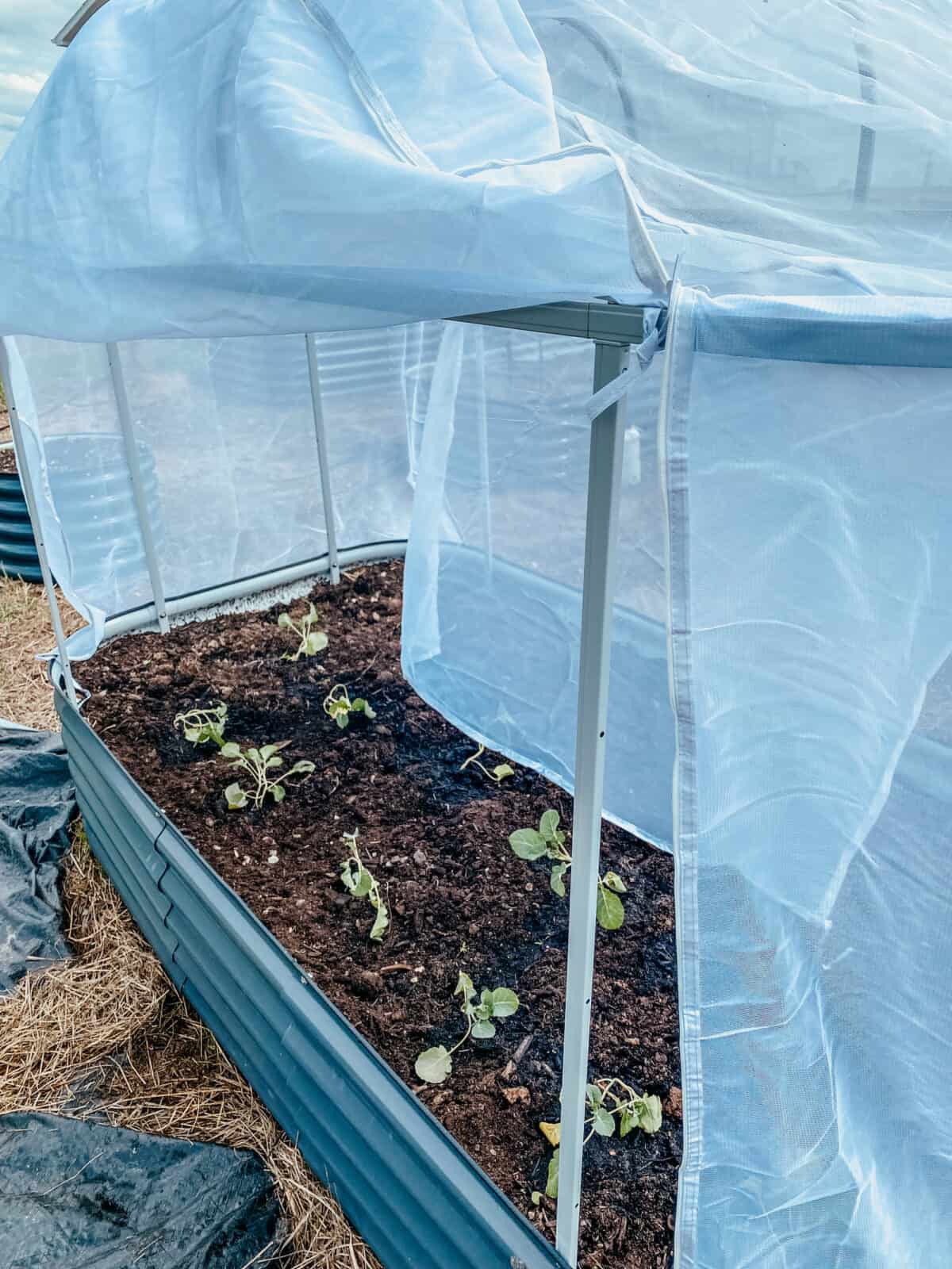 shade cloth over the arched trellis in the raised bed with brassicas. 