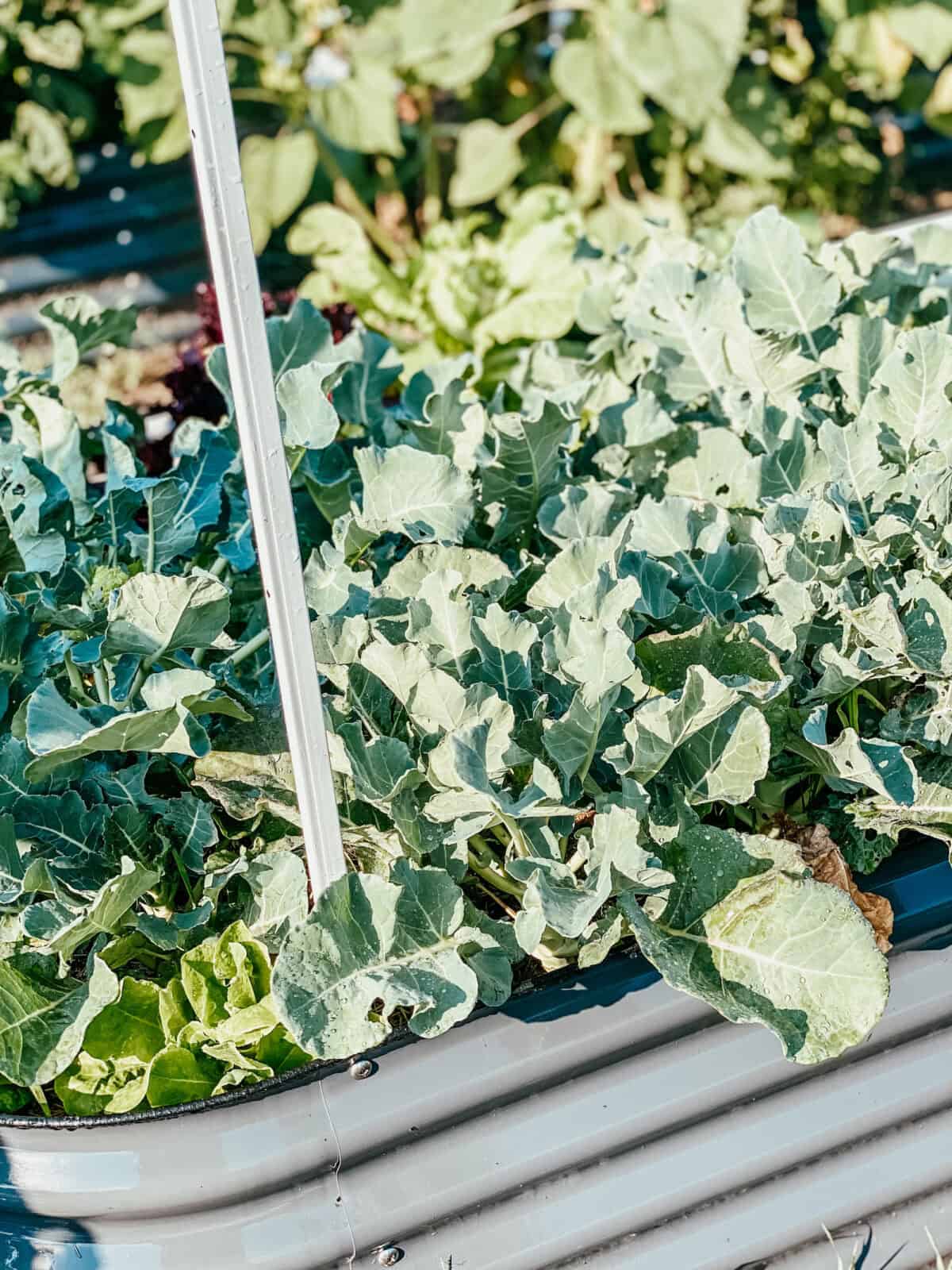 broccoli plants in the raised beds.