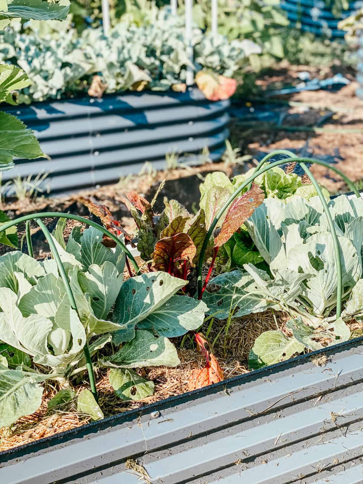 raised garden bed with cabbages and Swiss chard.