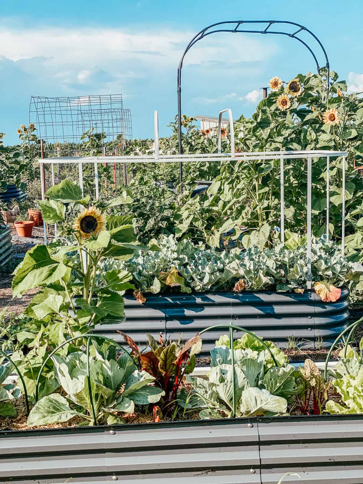 raised garden beds with brassicas and leafy vegetables.