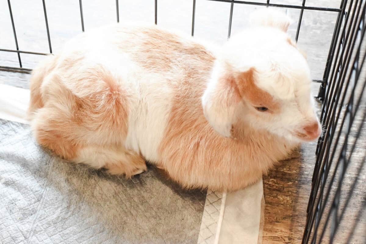 newborn goat inside the house resting on a training pad. 