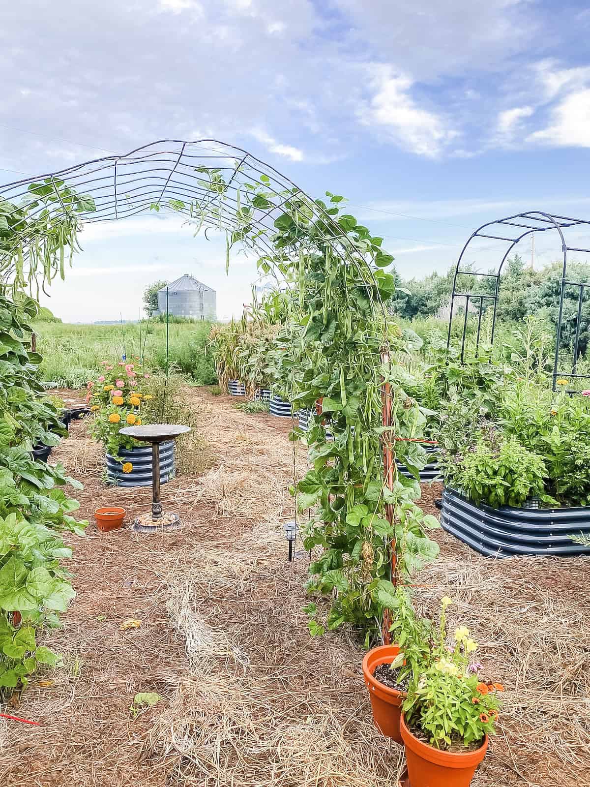 raised bed vegetable layout with a cattle panel arched trellis.