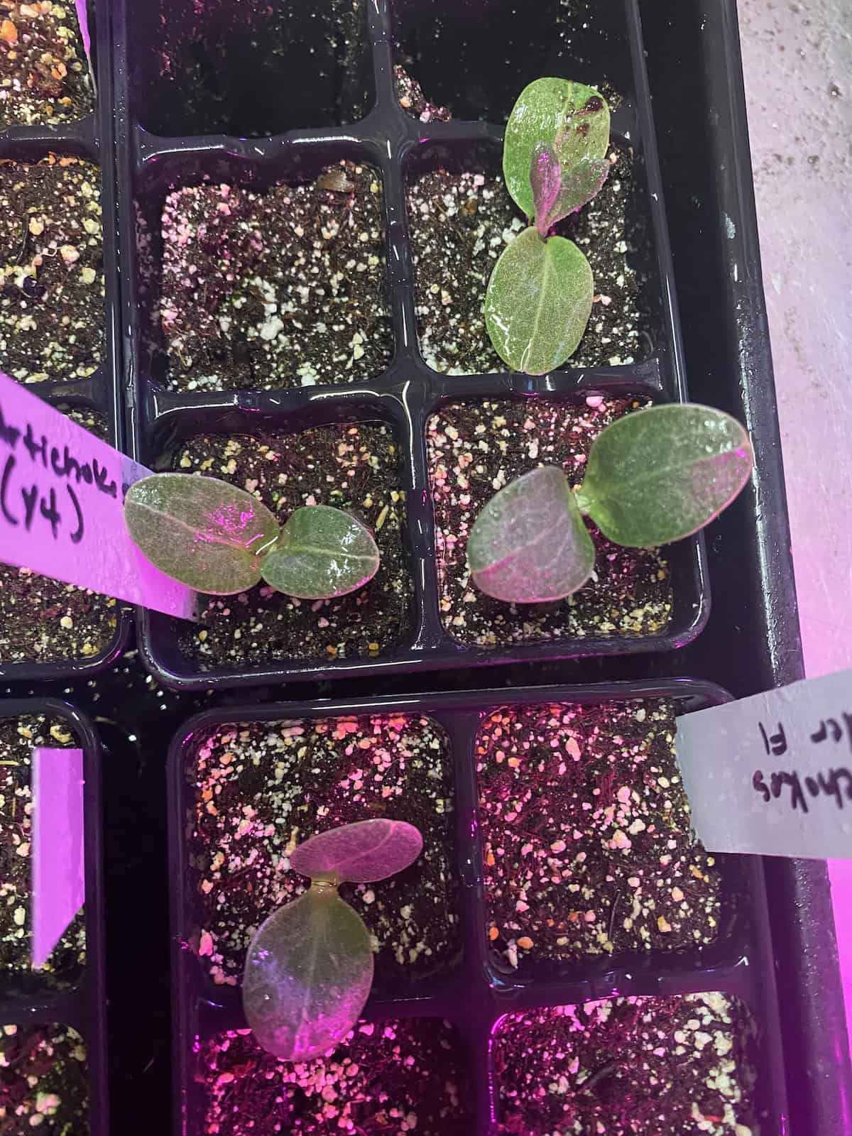 artichoke seedlings in grow trays. 