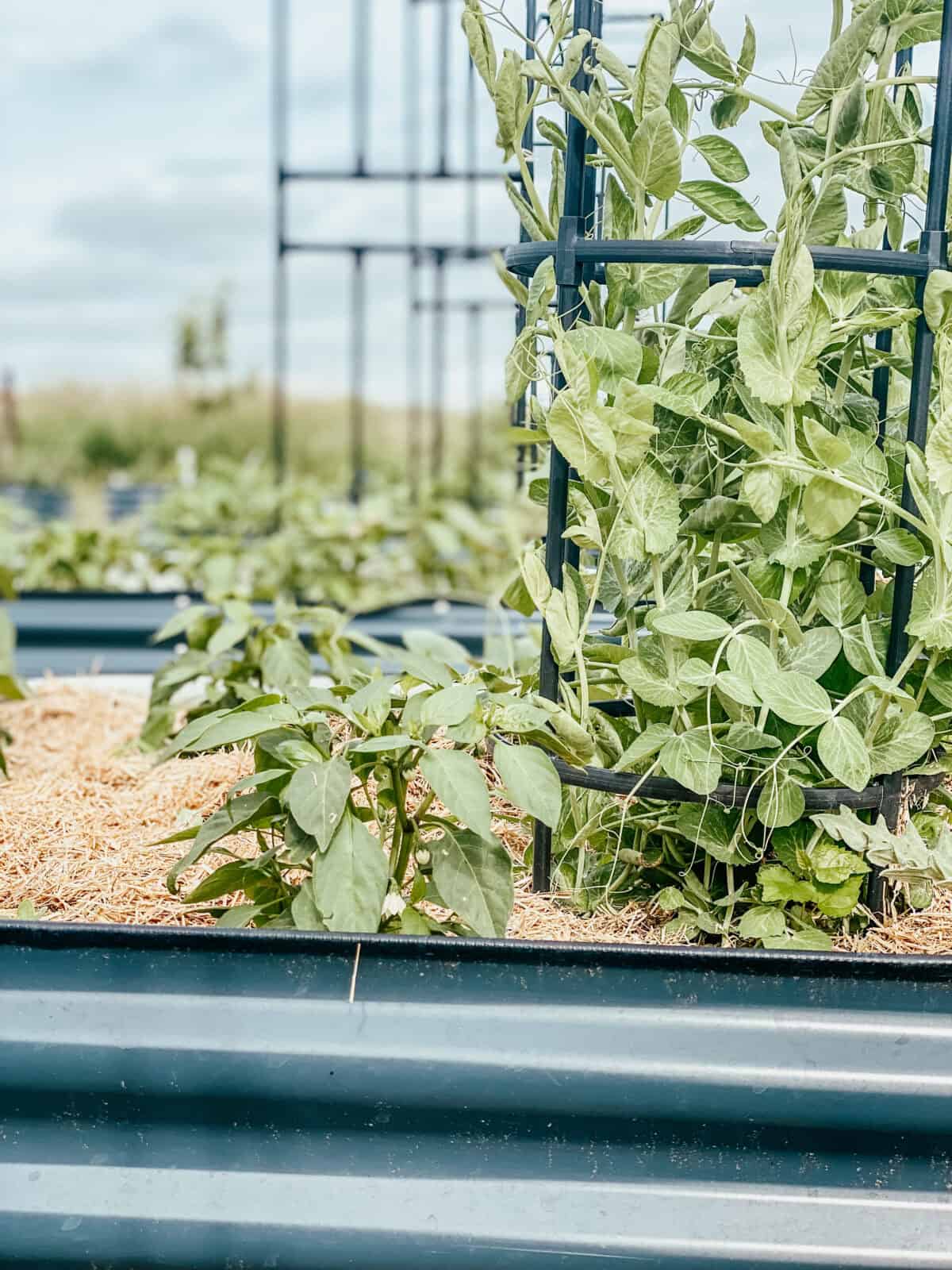 garden peas growing on a trellis. 