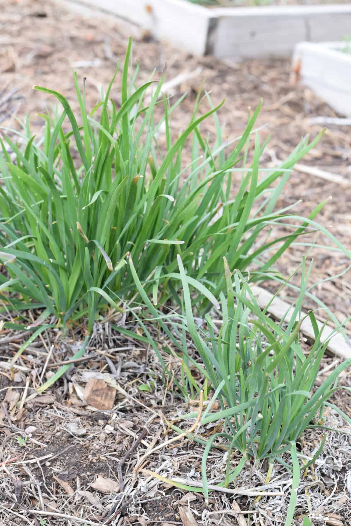 chives growing in the raised bed.