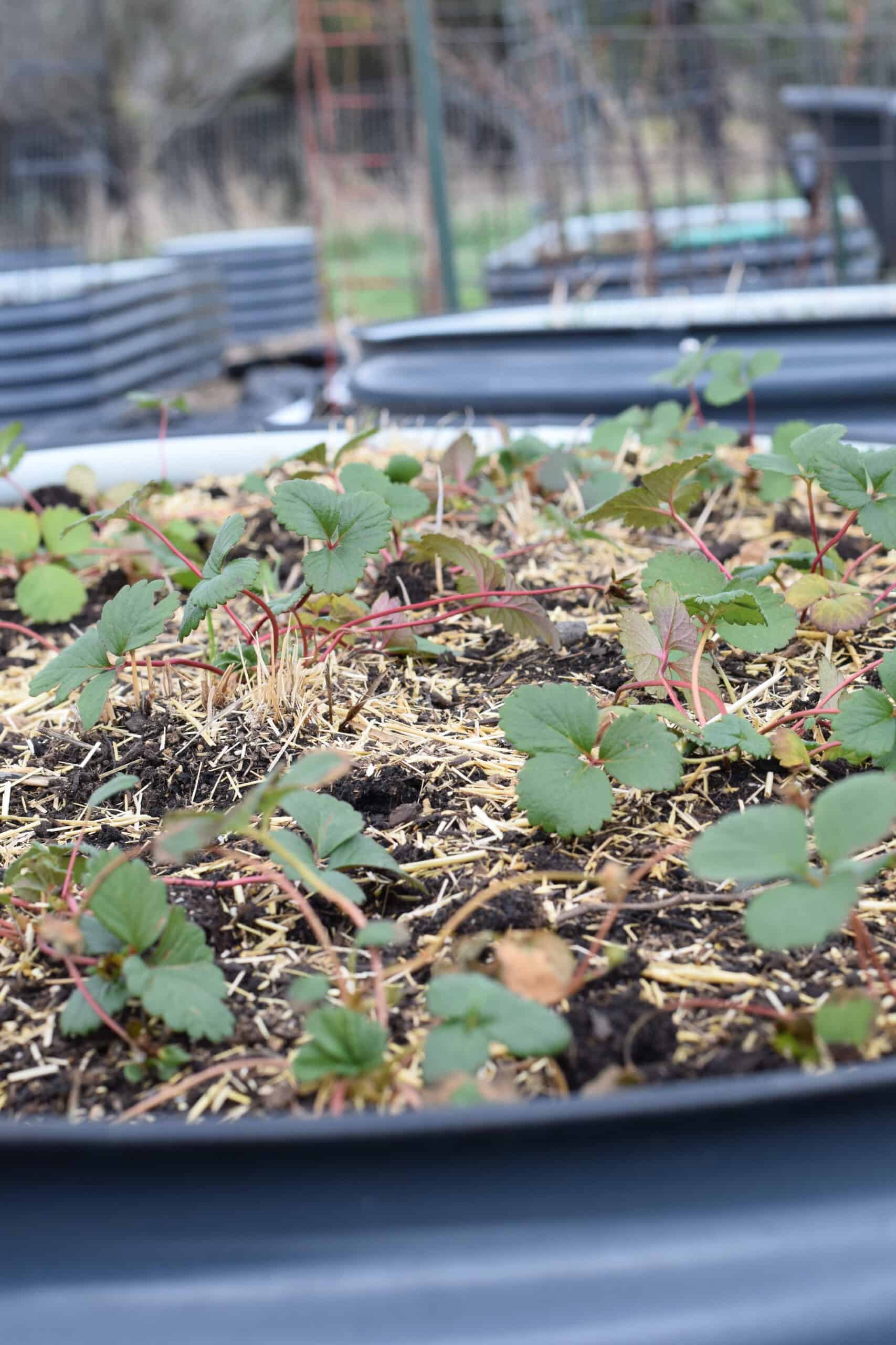 strawberry plants in a raised bed.