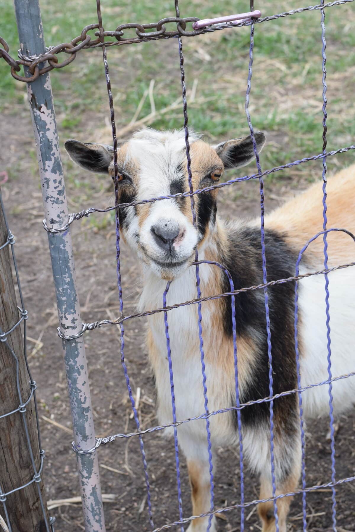 goats in the pen on the yard.