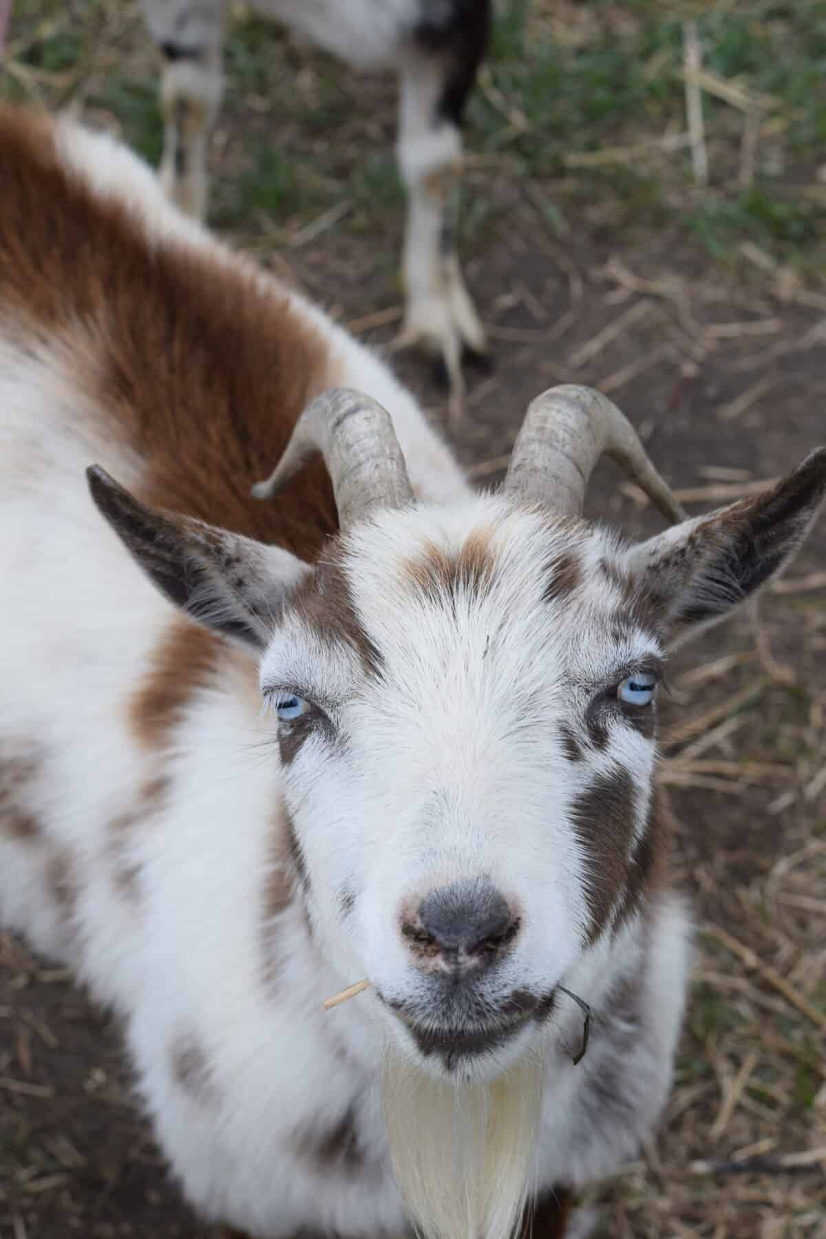 closeup image of the goats on the homestead.
