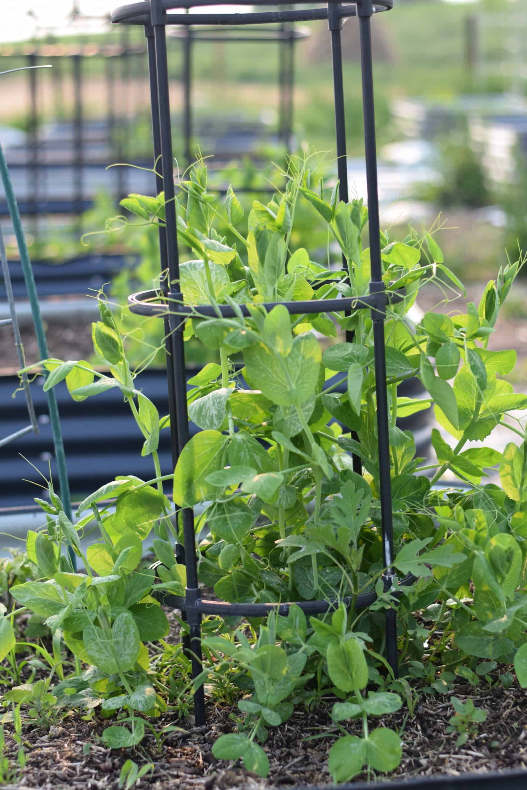 peas growing on black trellis.
