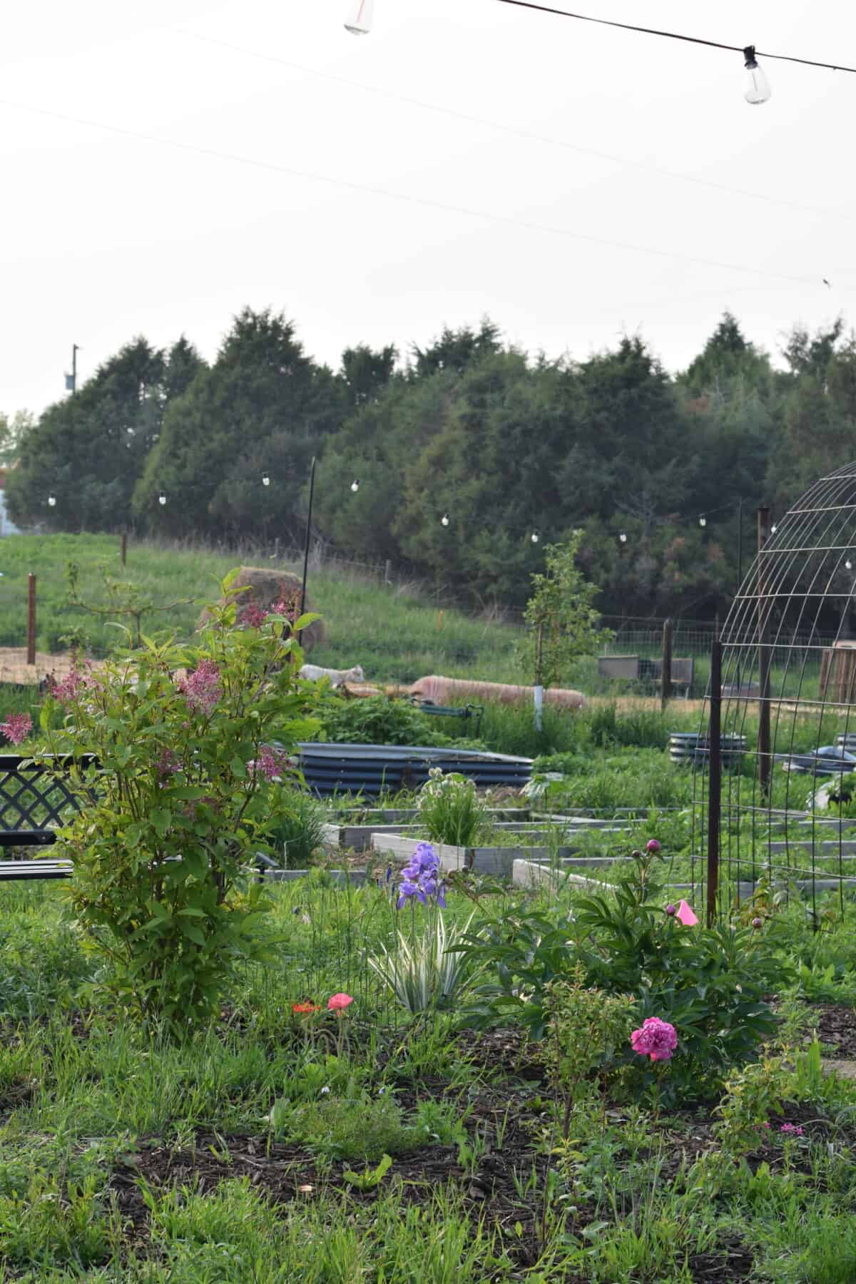 variety of flowers in the garden with raised beds in the background.