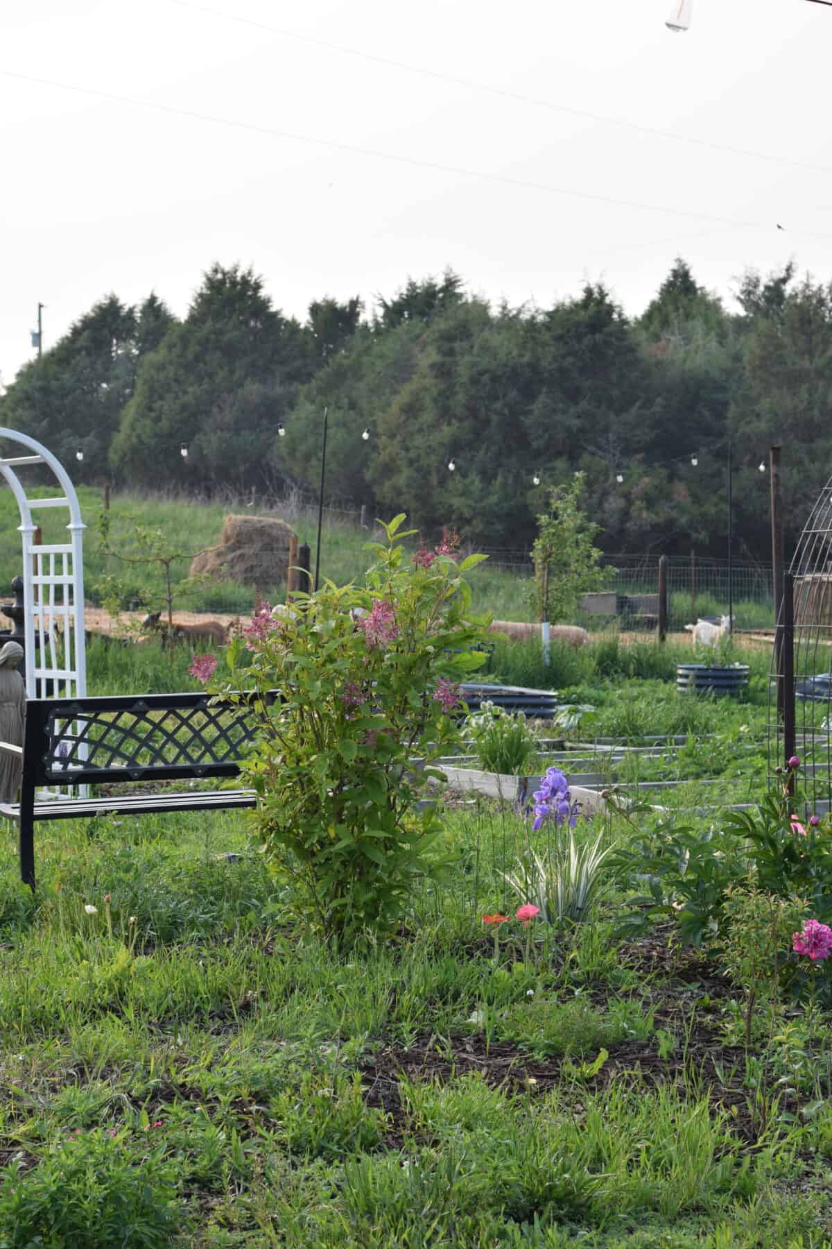 variety of flowers in the garden with a black garden bench and raised beds in the background.