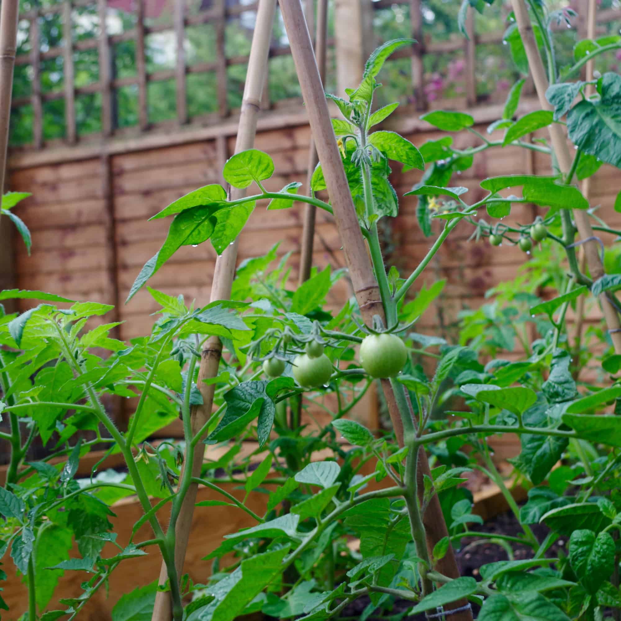a frame trellis for a tomato plant.