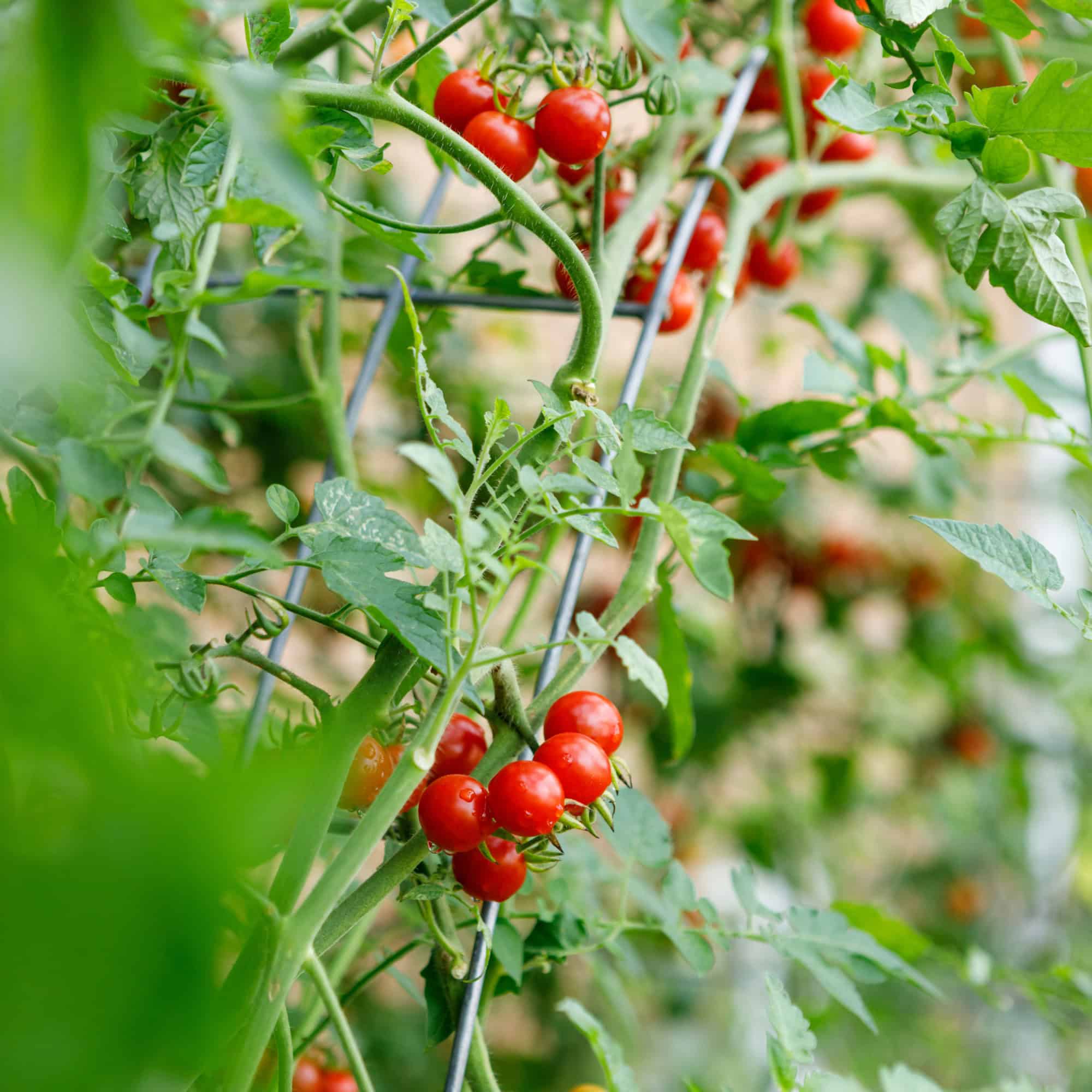 tomatoes growing on a tomato ladder trellis.