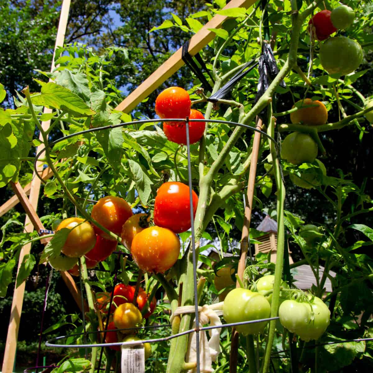 tomato cages around tomato plants.