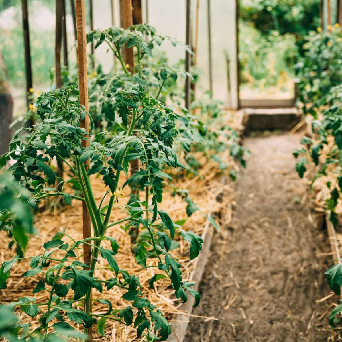 single stake on a tomato plant.