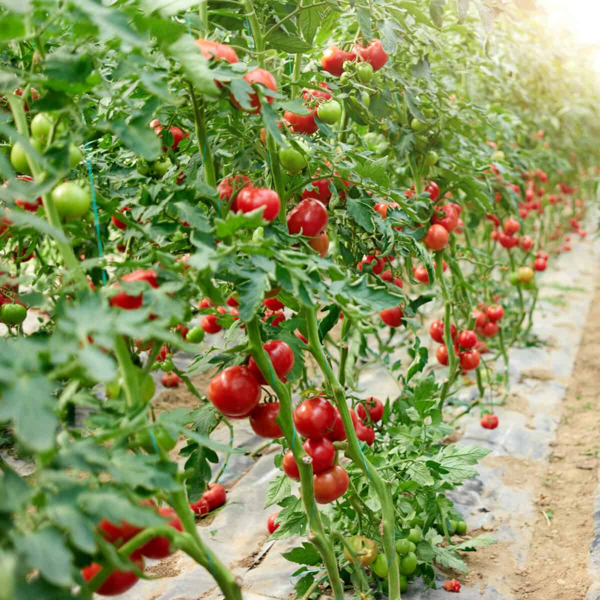 tomatoes growing in a greenhouse on a trellis.