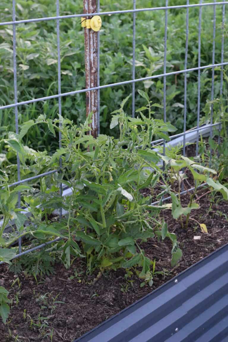 tomato plant growing in a raised garden bed.