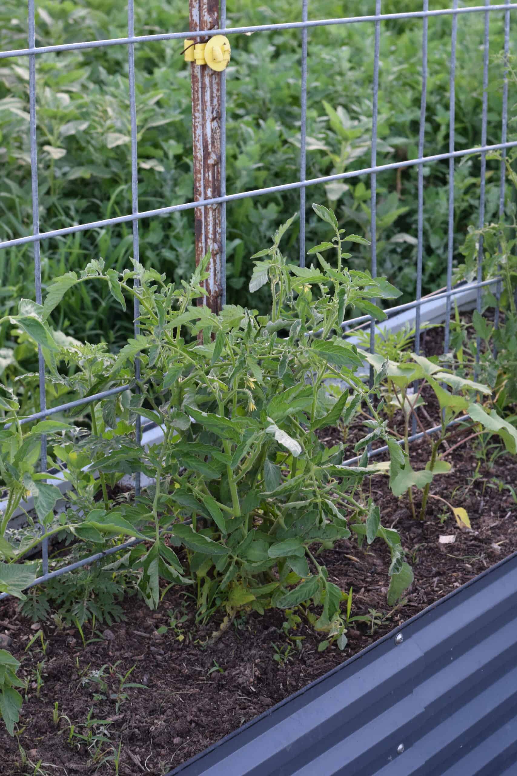 tomato plant growing in a raised garden bed.