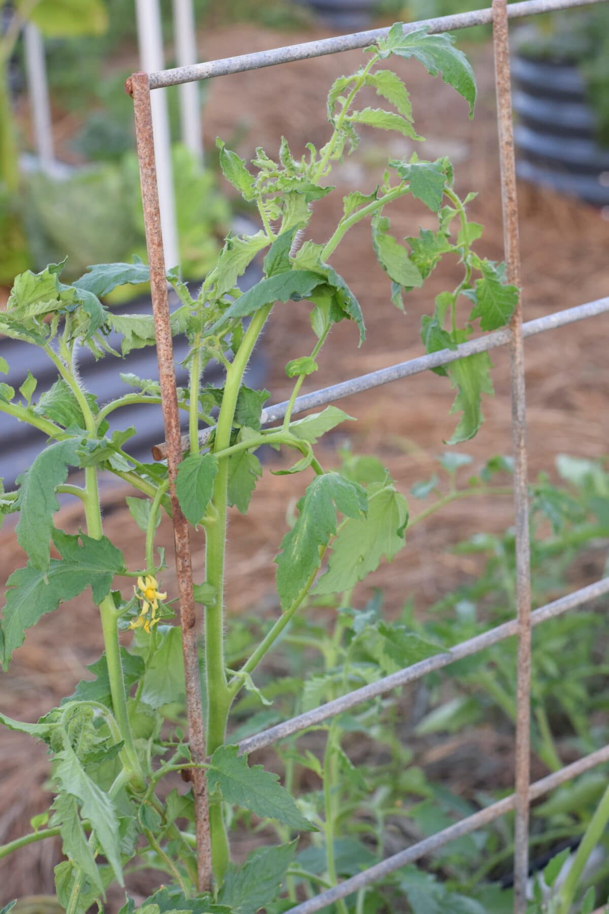 tomato plant growing on a cattle panel.