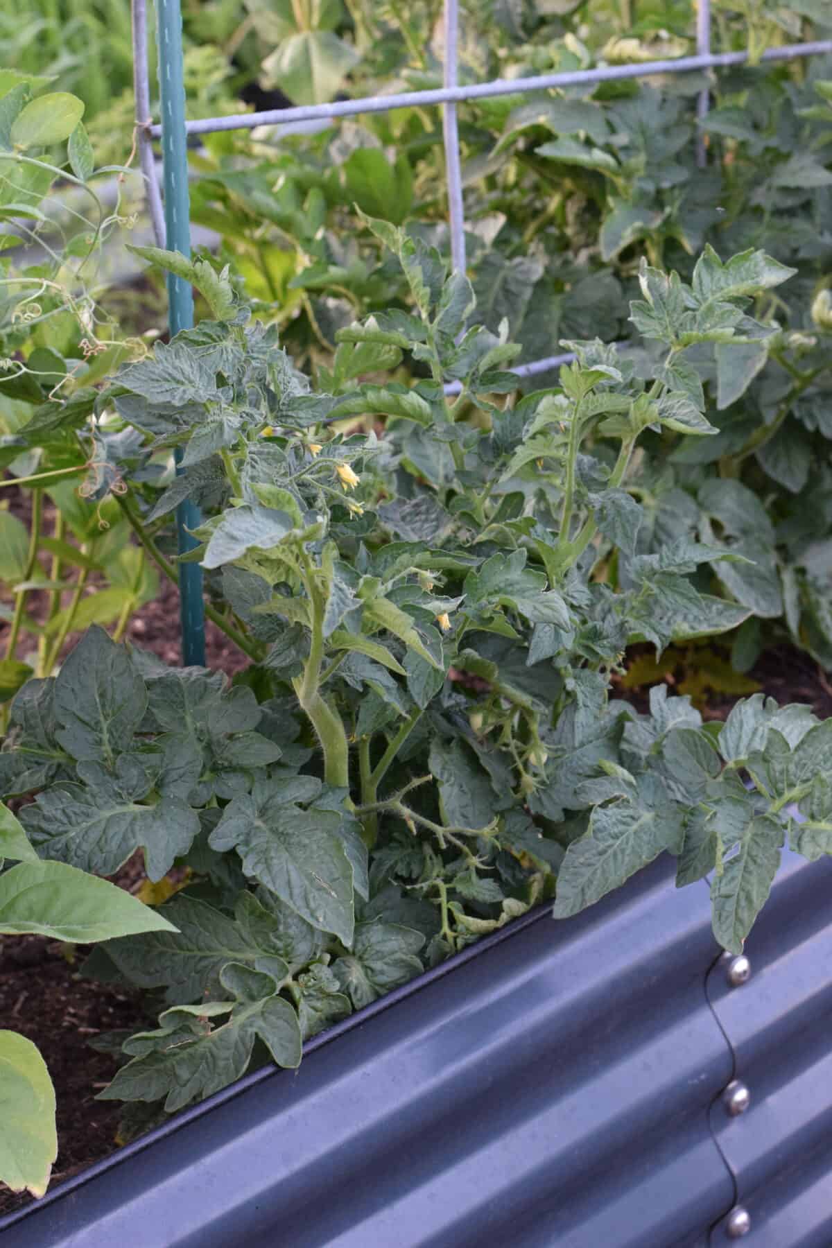 tomato plant growing in a raised garden bed.