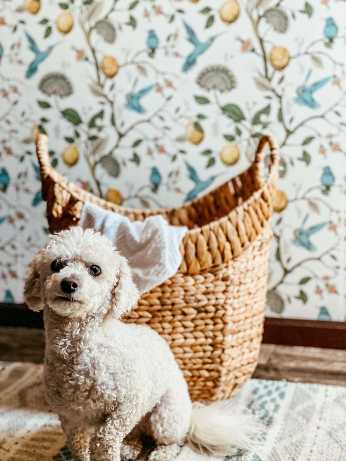 dog sitting on a rug in front of a wicker laundry basket in a laundry room.