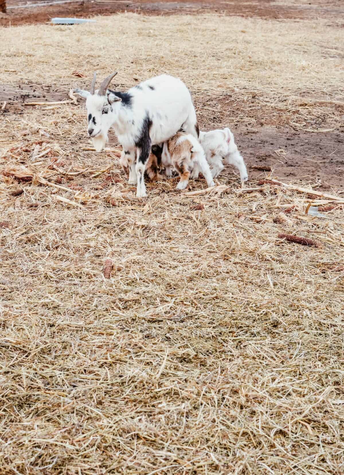 Mama goat and three baby goats in goat pen.