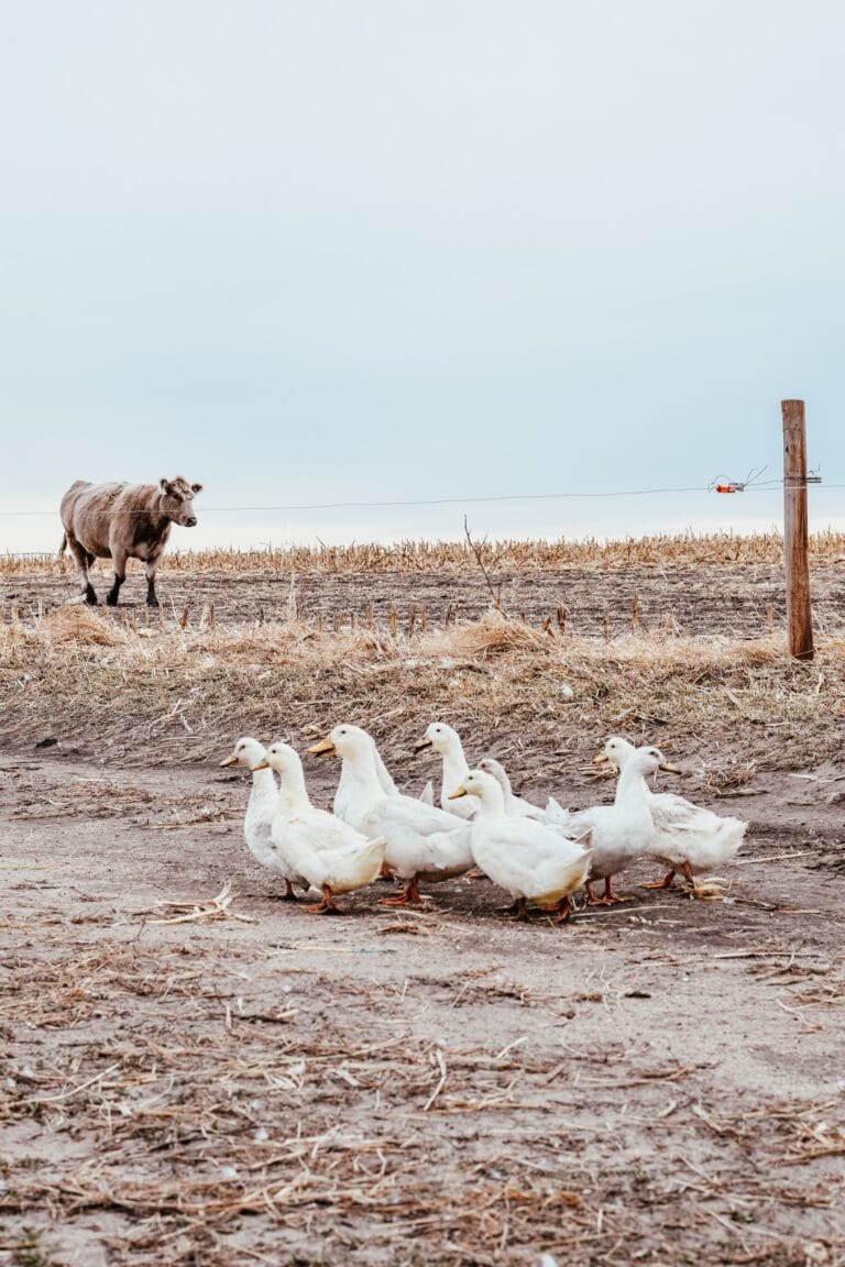 Cow in the background and ducks in the foreground.