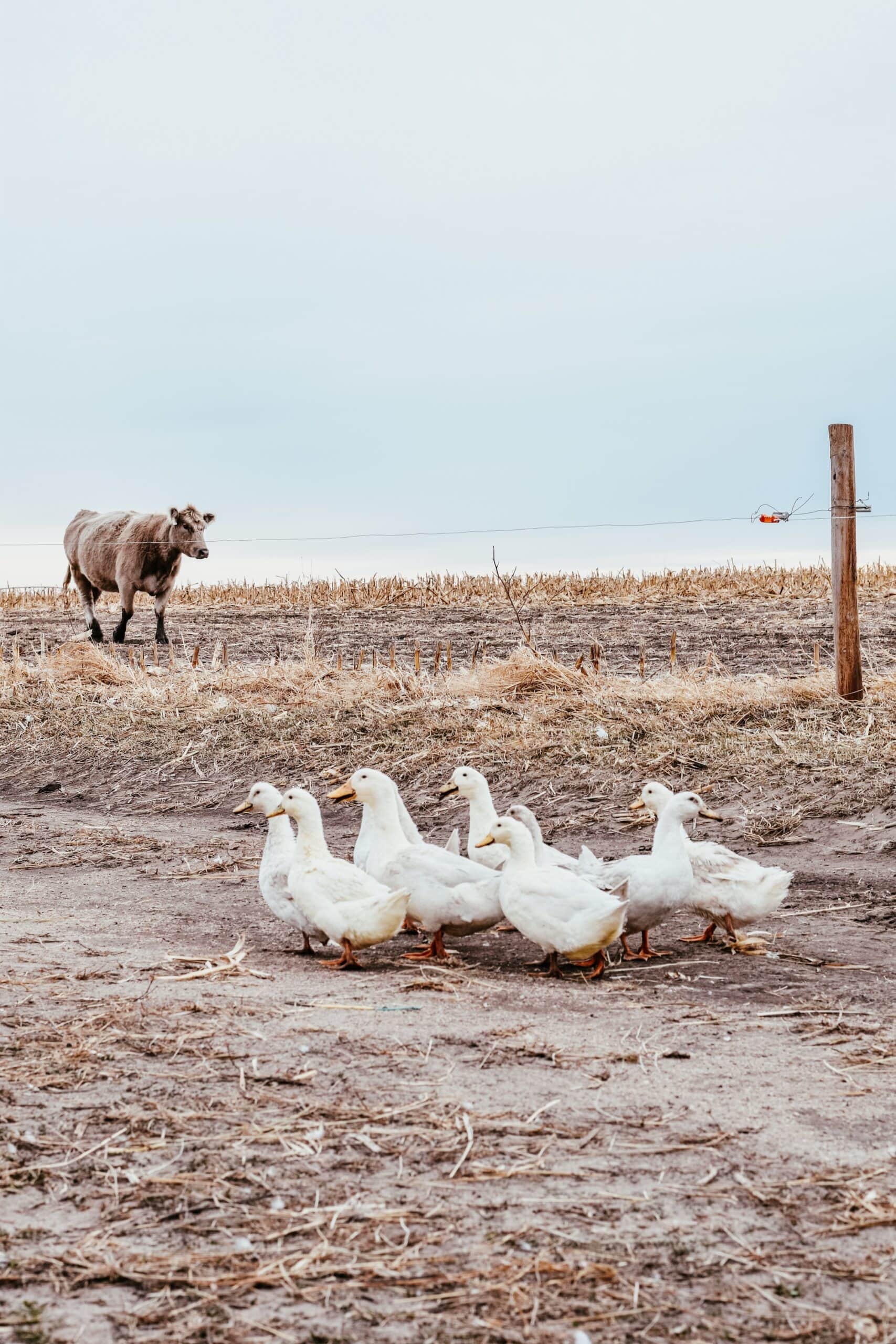 Cow in the background and ducks in the foreground.