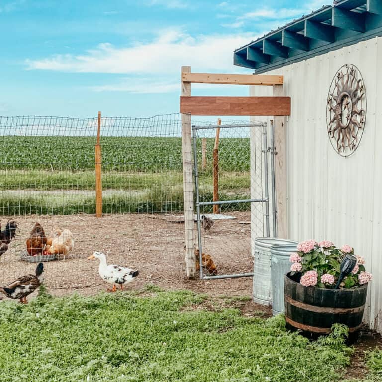 Ducks and chickens on the homestead.