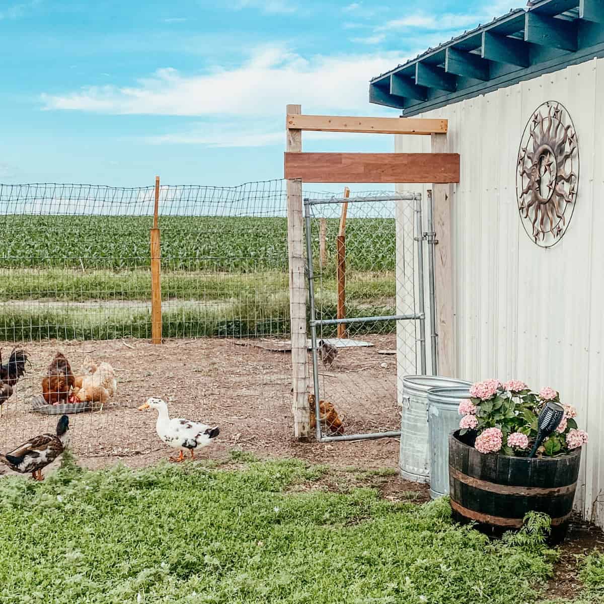 Ducks and chickens on the homestead.