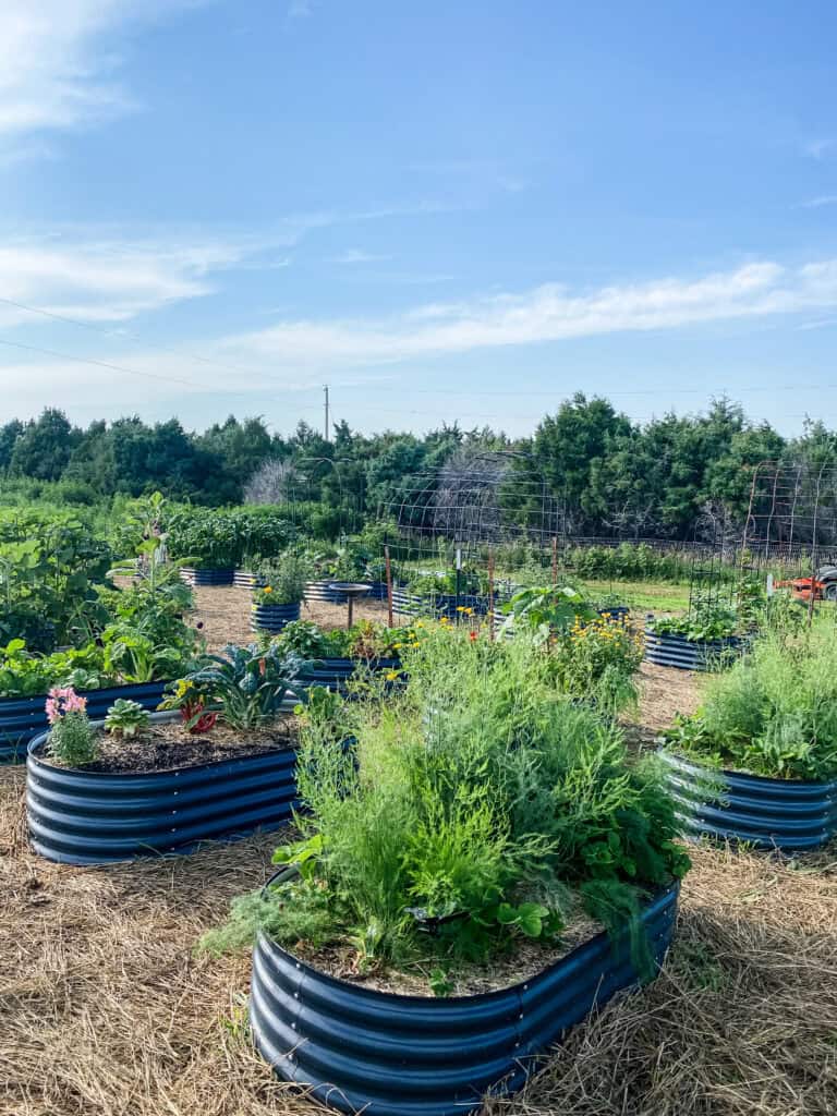 raised beds filled with flower and vegetables.