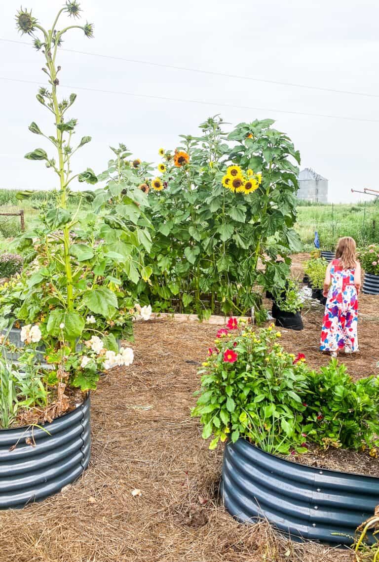 raised beds filled with flower and vegetables.