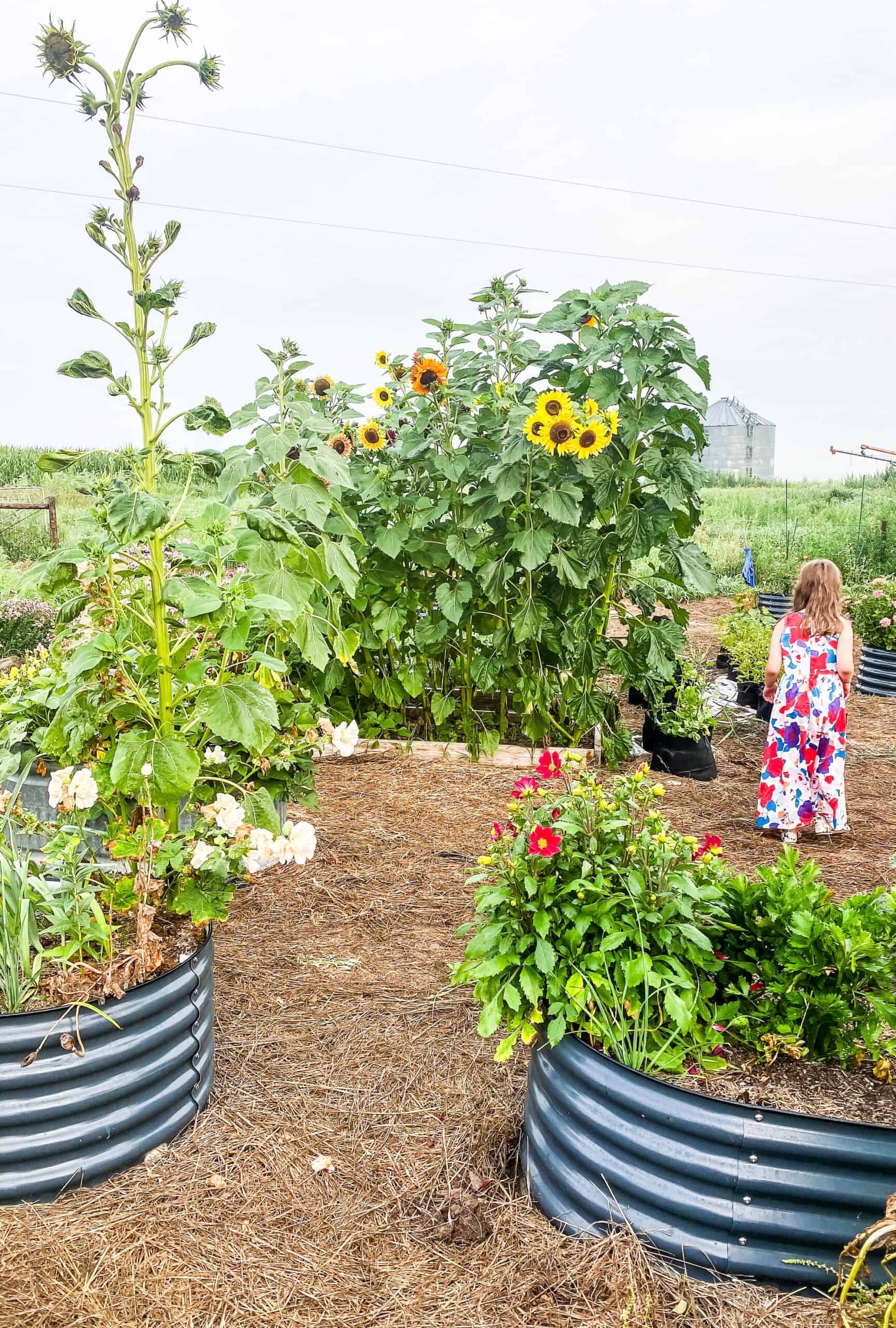 raised beds filled with flower and vegetables.
